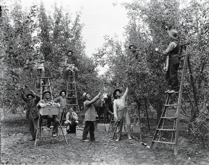 harvest in early orchard